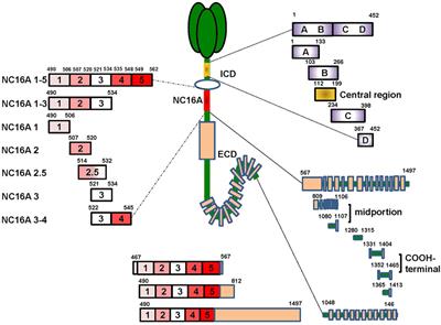 BP180 Is Critical in the Autoimmunity of <mark class="highlighted">Bullous Pemphigoid</mark>